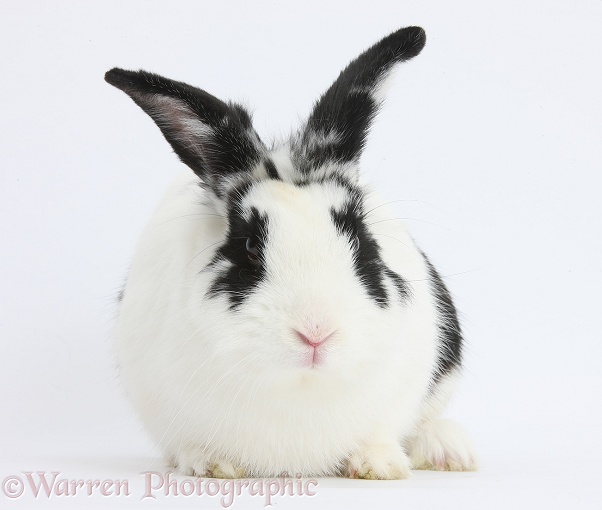Black-and-white rabbit, Bandit, white background