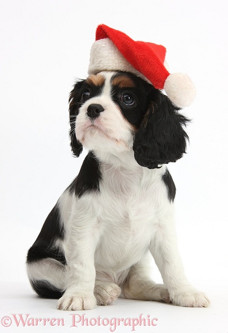 Cavalier King Charles Spaniel puppy wearing a Father Christmas hat, white background