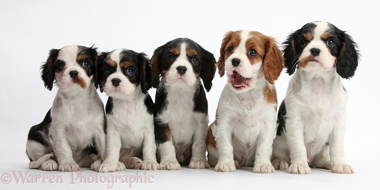 Five Cavalier King Charles Spaniel puppies sitting in a row, white background