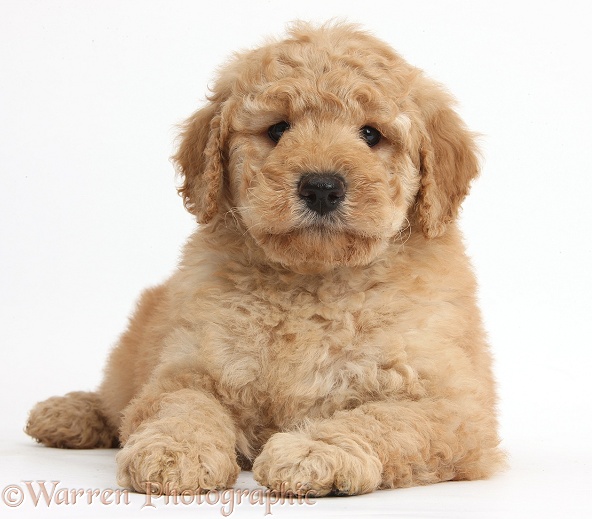 Cute Toy Goldendoodle puppy, white background