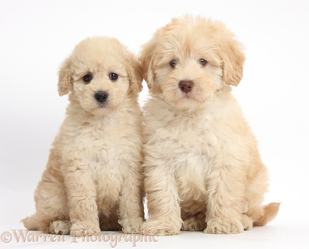 Two cute Toy Goldendoodle puppies, white background