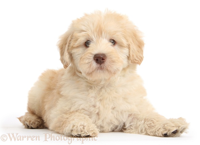 Cute Toy Goldendoodle puppy, white background