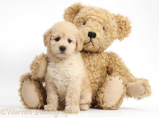 Cute Toy Goldendoodle puppy and Teddy bear, white background