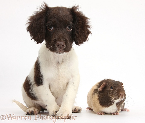 Chocolate-and-white Cocker Spaniel puppy and Guinea pig, white background