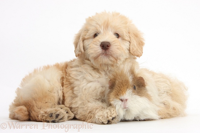 Cute Toy Goldendoodle puppy and Guinea pig, white background