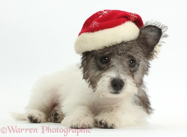 Jack Russell x Westie pup, Mojo, 12 weeks old, wearing a Father Christmas hat, white background