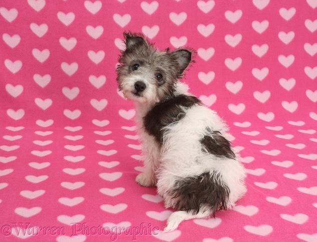Jack Russell x Westie pup, Mojo, 12 weeks old, looking over his shoulder on pink hearts background