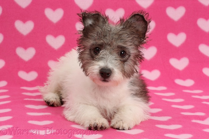 Jack Russell x Westie pup, Mojo, 12 weeks old, lying with head up on pink hearts background