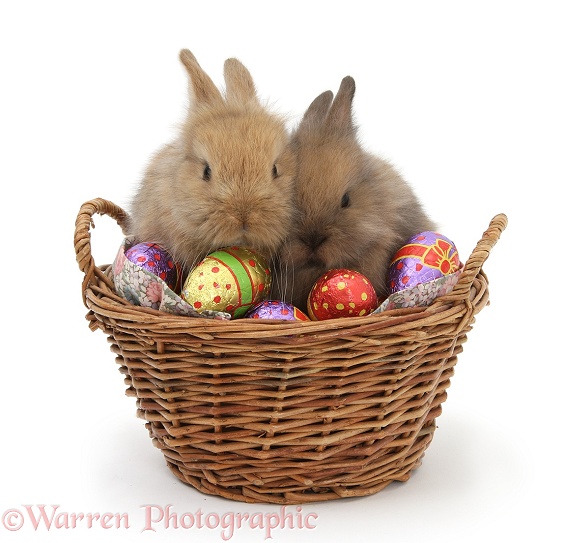 Two baby Lionhead-cross rabbits in a wicker basket with easter eggs, white background