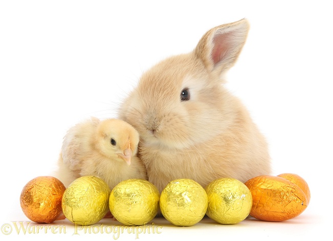 Sandy rabbit and yellow bantam chick with Easter eggs, white background