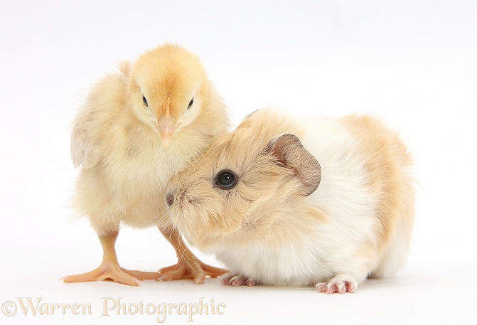 Baby Guinea pig and yellow Bantam chick, white background