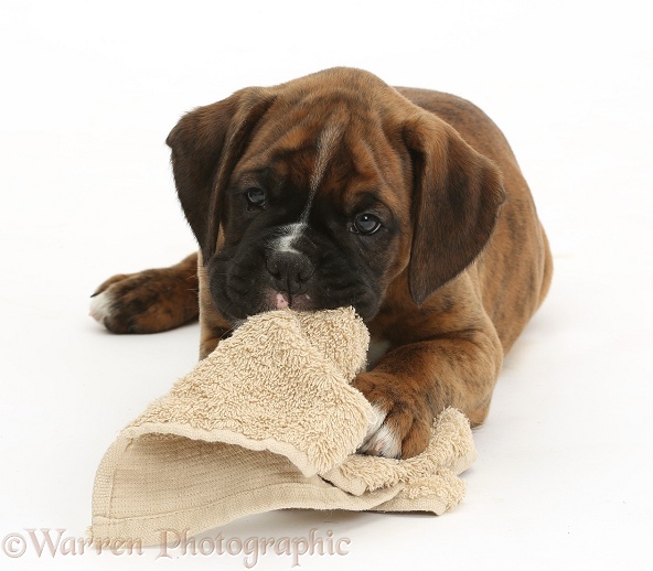 Boxer puppy, 8 weeks old, chewing a favourite cloth, white background