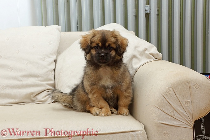 Tibetan Spaniel dog puppy, Bair, 13 weeks old, sitting on a sofa