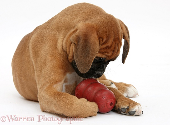 Boxer puppy, Boris, 12 weeks old, with a Kong, white background