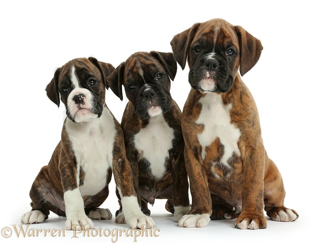 Three Boxer puppies, 8 weeks old, white background