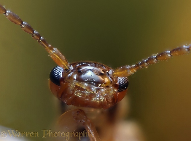 Common Earwig (Forficula auricularia) closeup of head