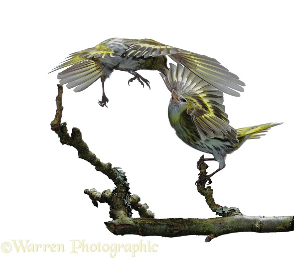 Siskin (Carduelis spinus) males fighting, white background