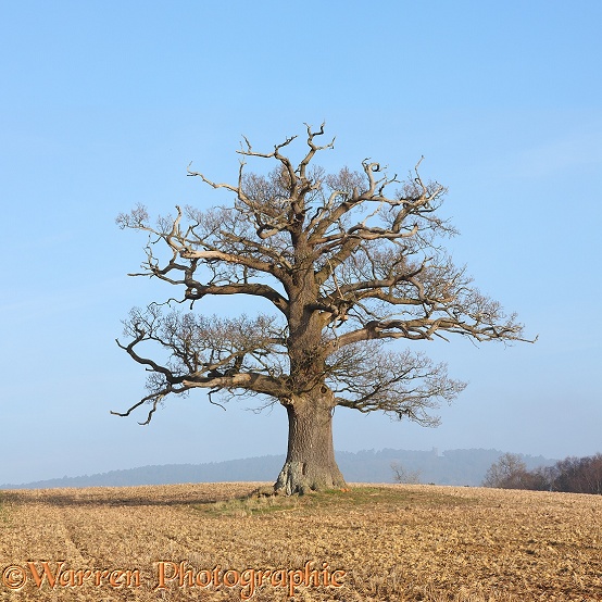 English Oak (Quercus robur) - Winter (4-3-2013).  Surrey, England