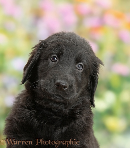 Black Flatcoated Retriever puppy, 6 weeks old