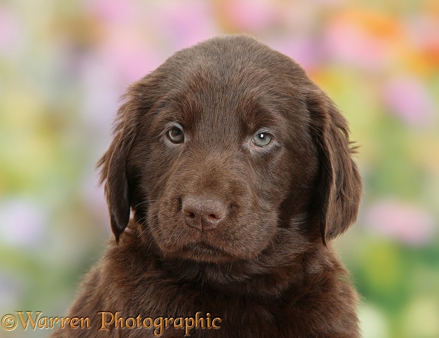 Cute Liver Flatcoated Retriever puppy, 6 weeks old
