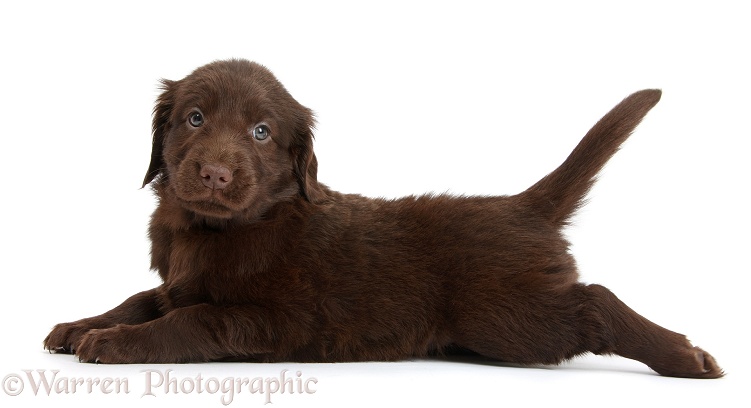 Liver Flatcoated Retriever puppy, 6 weeks old, lying stretched out, white background