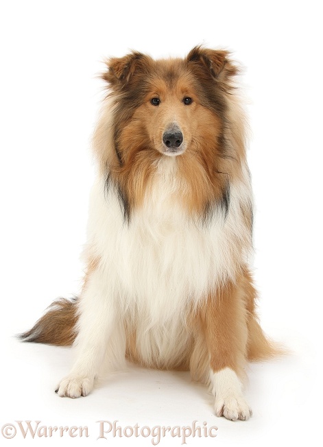 Sable Rough Collie dog, sitting, white background