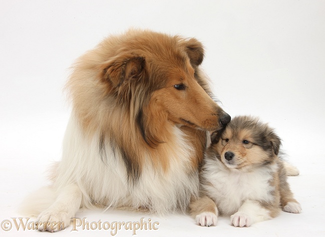 Sable Rough Collie dog, and puppy, 7 weeks old, white background