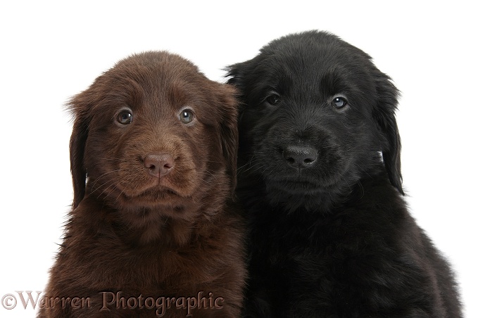 Liver and black Flatcoated Retriever puppies, 6 weeks old, sitting together, white background