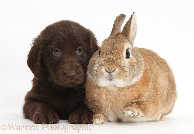 Liver Flatcoated Retriever puppy, 6 weeks old, with Netherland Dwarf-cross rabbit, Peter, white background