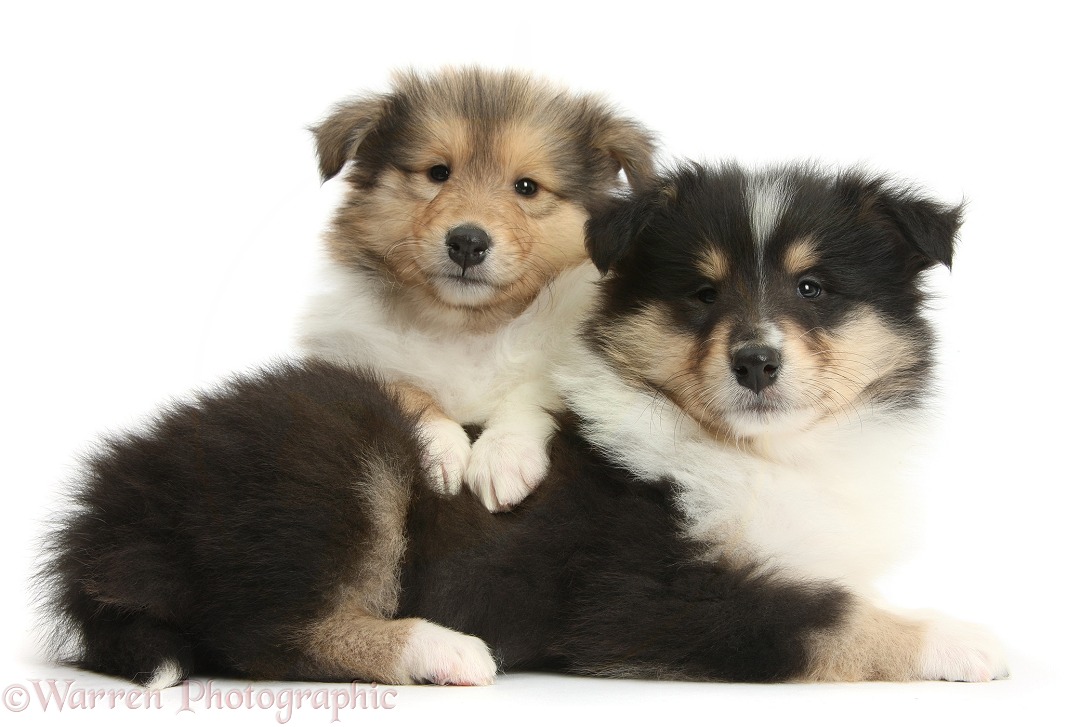 Two Rough Collie pups, 7 weeks old, white background