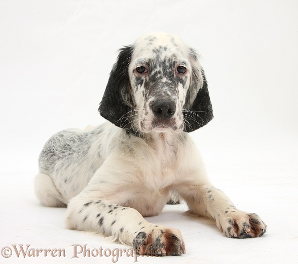 Blue Belton English Setter pup, Belle, 16 weeks old, lying with head up, white background