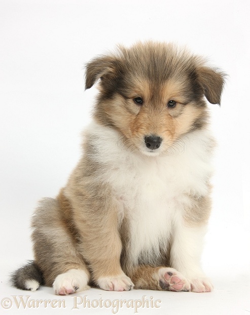 Sable Rough Collie puppy, 7 weeks old, sitting, white background
