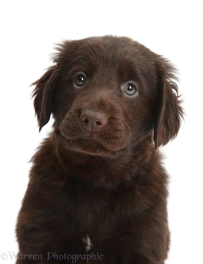 Liver Flatcoated Retriever puppy, 6 weeks old, white background