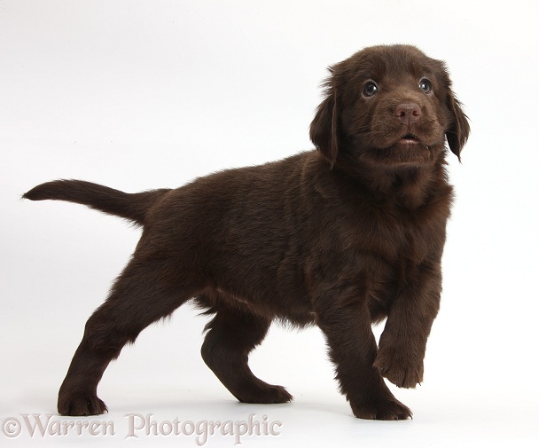 Liver Flatcoated Retriever puppy, 6 weeks old, standing with raised paw, white background