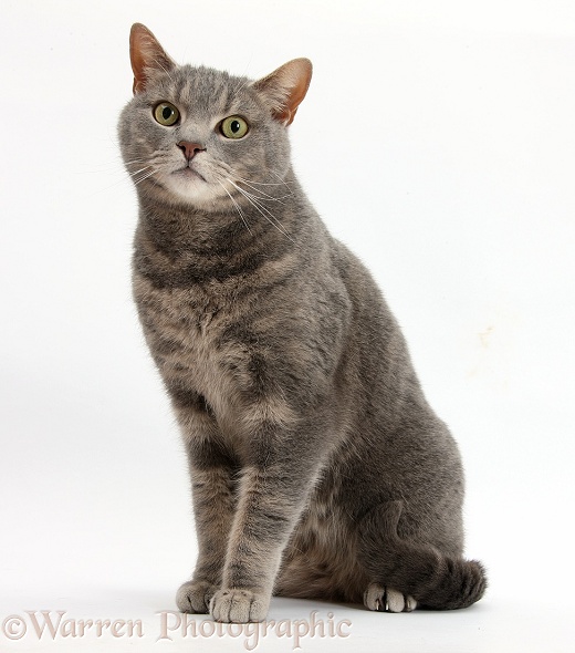 Blue-grey tabby male cat, Pippin, 4 years old, sitting, white background