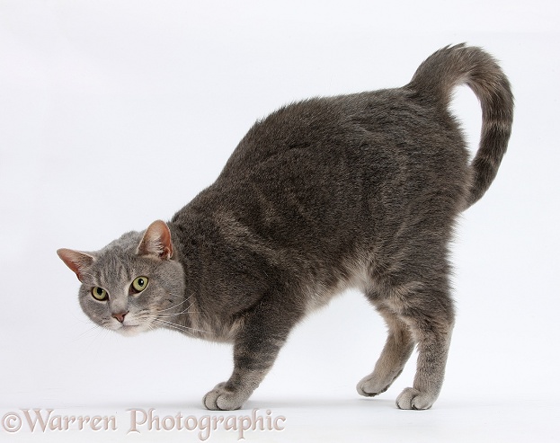 Blue-grey tabby male cat, Pippin, 4 years old, crouching and inviting to be stroked, white background