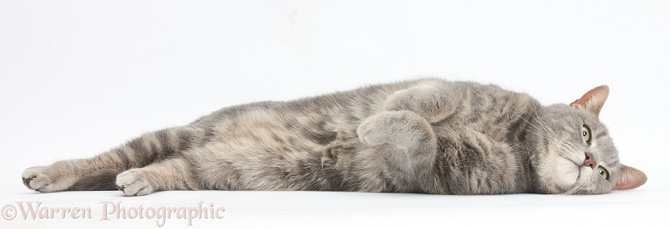 Blue-grey tabby male cat, Pippin, 4 years old, lying stretched out, white background