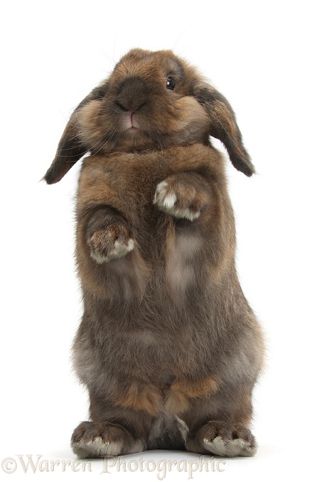 Lionhead Lop rabbit, Dibdab, standing up with raised paws, white background