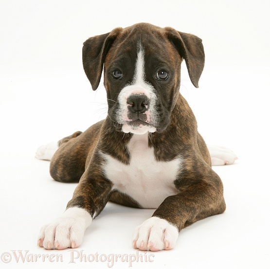 Brindle Boxer pup, Lily, 9 weeks old, white background
