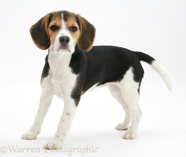 Beagle pup, Florrie, 4 months old, standing, white background