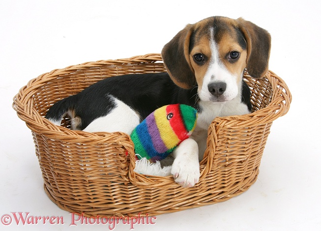 Beagle pup, Florrie, 4 months old, lying in a wicker basket, white background