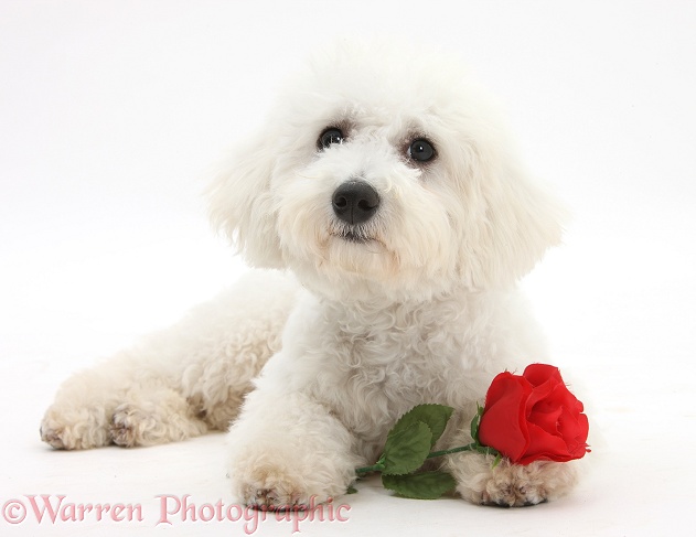 Bichon Frise dog, Louie, 5 months old, with a red rose, white background