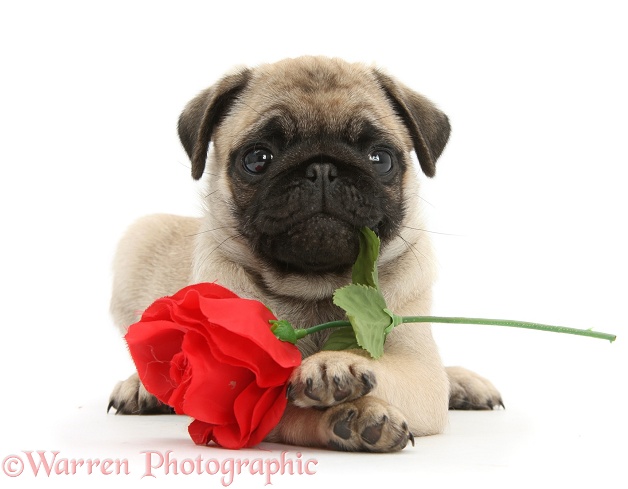 Fawn Pug pup, 8 weeks old, holding a red rose, white background
