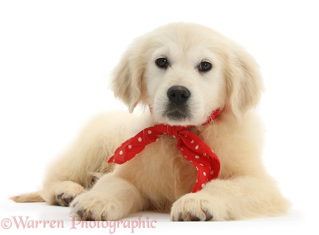 Yellow Labrador Retriever pup, Daisy, 16 weeks old, wearing a red bandana, white background