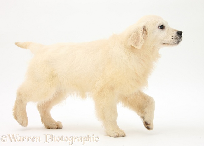 Golden Retriever pup, Daisy, 16 weeks old, walking across, white background