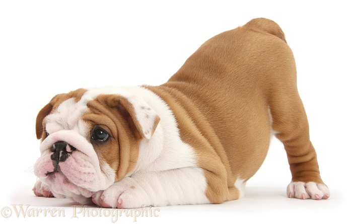 Cute playful Bulldog pup, 8 weeks old, in play-bow, white background