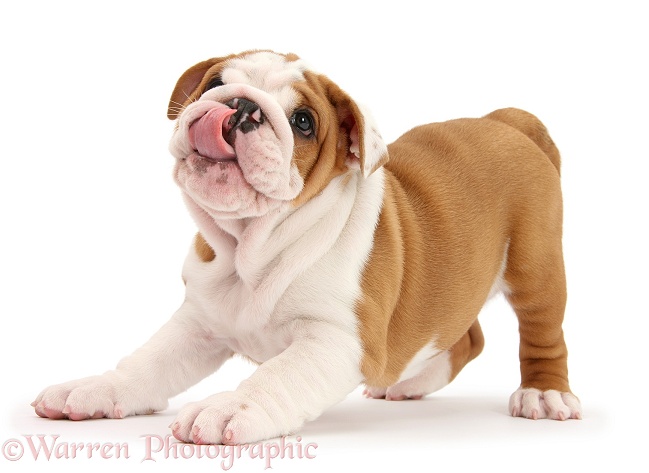 Playful Bulldog pup, 8 weeks old, in play-bow and licking chops, white background