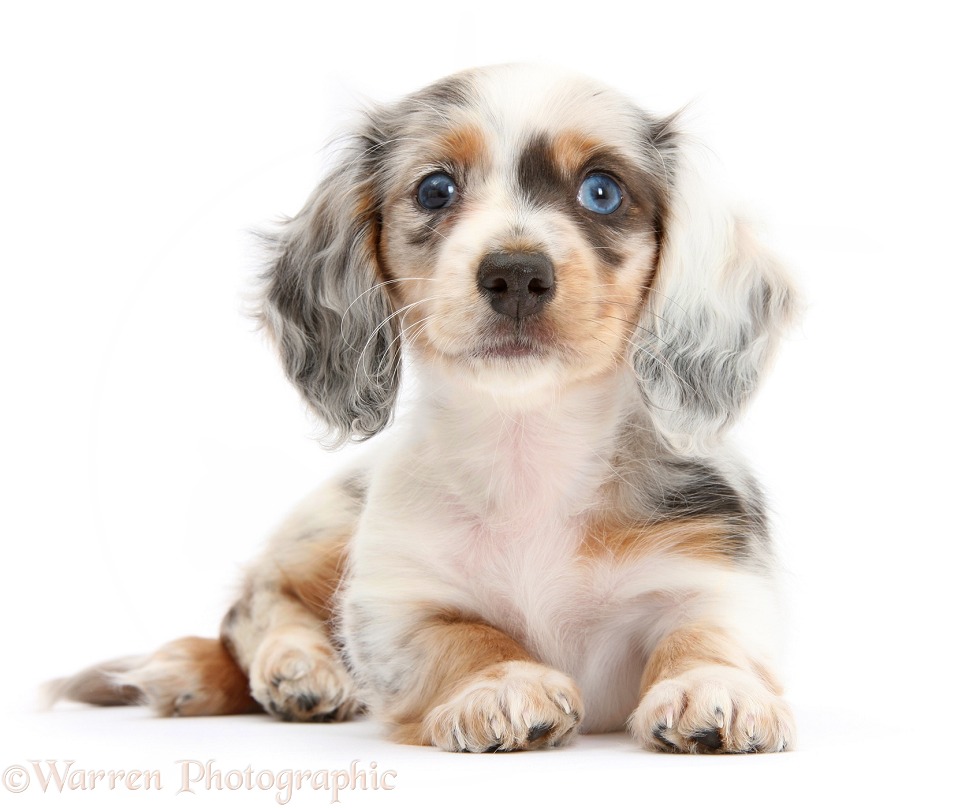 Silver double dapple Dachshund pup, Lacy, 8 weeks old, white background