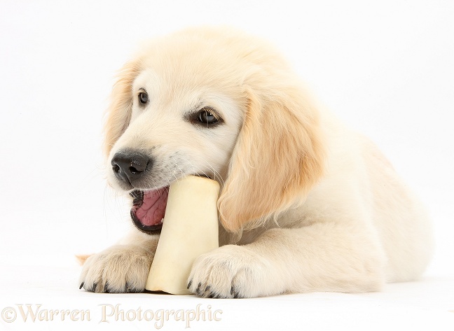 Golden Retriever dog pup, Oscar, 3 months old, chewing a bone, white background