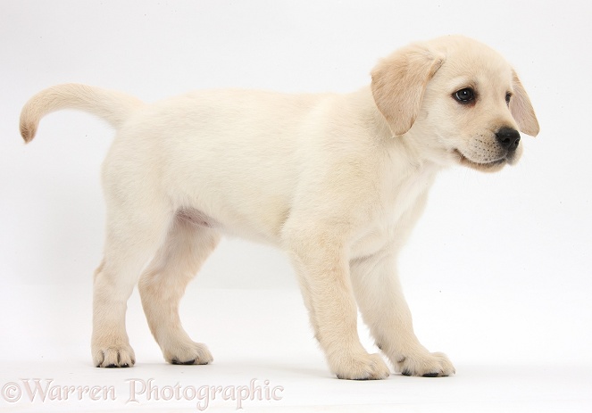 Yellow Labrador Retriever puppy, 8 weeks old, standing, white background